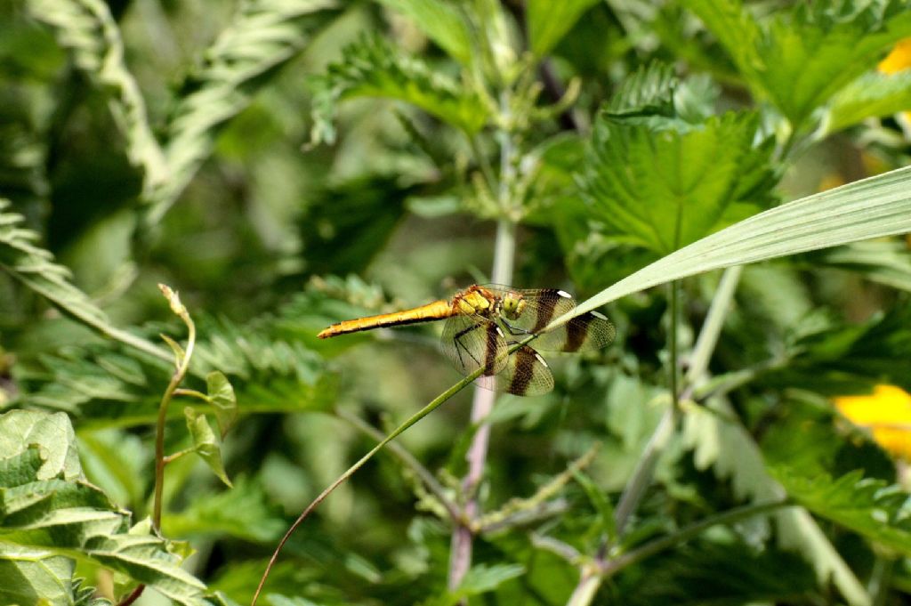 E questa? - Sympetrum pedemontanum